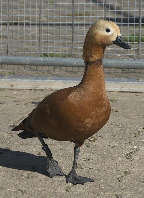 輪換資源